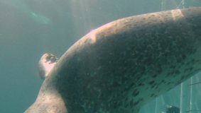 Research: Review of noise impacts on marine mammals yields new policy recommendations —