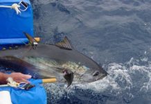 Research: Tunas, sharks and ships at sea —