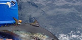 Research: Tunas, sharks and ships at sea —