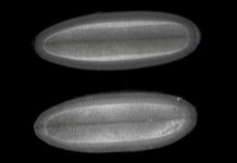 Research: Speed limit on DNA-making sets pace for life’s first steps —