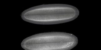 Research: Speed limit on DNA-making sets pace for life’s first steps —