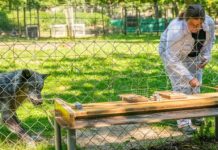 Research: Wolves lead, dogs follow — And both cooperate with humans —