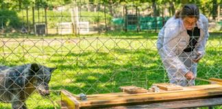 Research: Wolves lead, dogs follow — And both cooperate with humans —