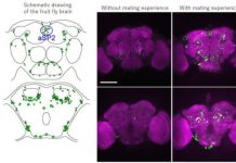 Research: Novel methods for analyzing neural circuits for innate behaviors in insects —