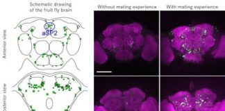 Research: Novel methods for analyzing neural circuits for innate behaviors in insects —