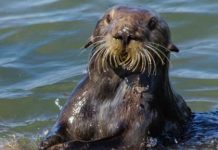 Research: Researchers used an interdisciplinary approach combining ecology and archaeological methods to study sea otters’ past behavior —