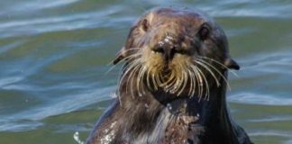 Research: Researchers used an interdisciplinary approach combining ecology and archaeological methods to study sea otters’ past behavior —