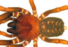 Research: The new species are amongst the very first bald-legged spiders recorded in Colombia —