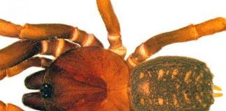 Research: The new species are amongst the very first bald-legged spiders recorded in Colombia —