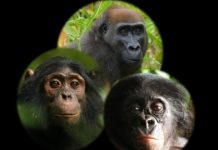 Research: African wild apes notice and often react to novel items in their environment —
