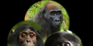 Research: African wild apes notice and often react to novel items in their environment —