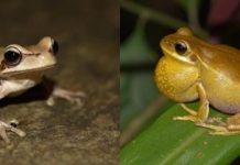 Research: Bacteria may help frogs attract mates —