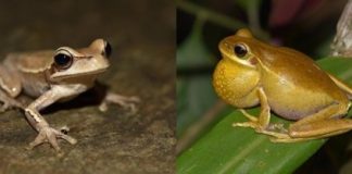Research: Bacteria may help frogs attract mates —