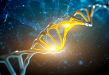 Research: Study uncovers genetic switches that control process of whole-body regeneration —