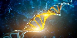 Research: Study uncovers genetic switches that control process of whole-body regeneration —