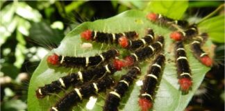 Research: Pests and the plant defenses against them drive diversity in tropical rainforests —