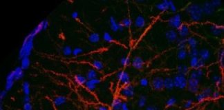 Study: Using an anti-smoking drug to control neurons — (Details)