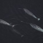 Study: Tracking data from male Narwhal shows whales regularly dive to depths of over 700m — (Details)