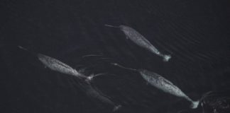 Study: Tracking data from male Narwhal shows whales regularly dive to depths of over 700m — (Details)