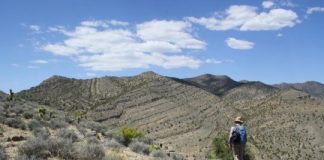 Research: Ecological transformation in the wake of the ‘Great Dying’ moves scientists closer to understanding the nature of recovery —
