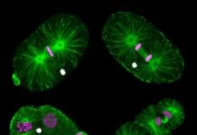 Research: In this nematode species males are needed for reproduction but not their genes —