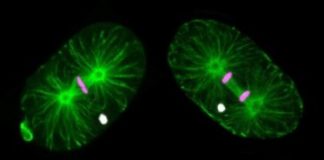 Research: In this nematode species males are needed for reproduction but not their genes —