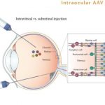 Study: Opsins make ‘blind’ cells light-sensitive; potential human treatment within three years — (Details)