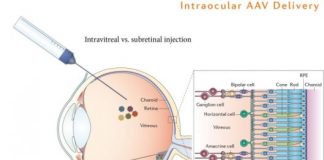Study: Opsins make ‘blind’ cells light-sensitive; potential human treatment within three years — (Details)