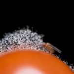 Study: Vinegar flies process conflicting odors in the brain by impairing the perception of good odors through neuronal interaction with noxious odors — (Details)