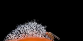 Study: Vinegar flies process conflicting odors in the brain by impairing the perception of good odors through neuronal interaction with noxious odors — (Details)