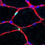 Study: Oscillation in muscle tissue — (Details)