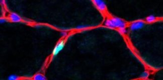 Study: Oscillation in muscle tissue — (Details)