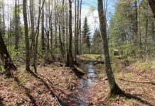 Research: Nitrogen pollution’s path to streams weaves through more forests (and faster) than suspected —