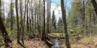 Research: Nitrogen pollution’s path to streams weaves through more forests (and faster) than suspected —