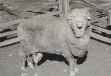 Research: Ram sperm frozen for 50 years successfully used to impregnate 34 ewes —