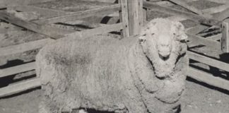 Research: Ram sperm frozen for 50 years successfully used to impregnate 34 ewes —