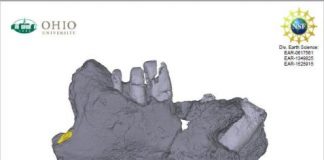 Research: Rukwa Rift Basin Project names new Cretaceous mammal from East African Rift System —