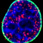 Study: Discovery could unlock new therapies — (Details)