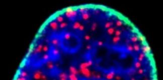 Study: Discovery could unlock new therapies — (Details)