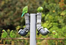 Research: Back to the drawing board for conservationists battling against infectious parrot disease —