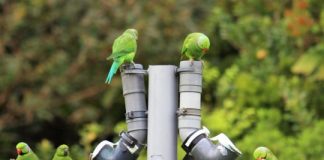 Research: Back to the drawing board for conservationists battling against infectious parrot disease —