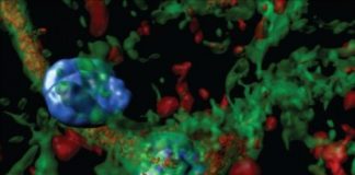 Study: Study may open the door to developing drug therapies or even gene therapies for alcohol addiction — (Details)