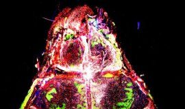 Study: New cell composition may lead to less effective future response — (Details)