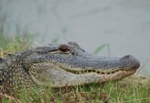 Research: Alligator study reveals insight into dinosaur hearing —