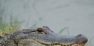 Research: Alligator study reveals insight into dinosaur hearing —