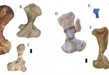 Research: Mammals’ unique arms started evolving before the dinosaurs existed —