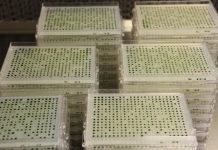 Research: Algal library lends insights into genes for photosynthesis —