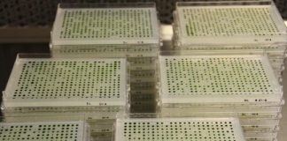 Research: Algal library lends insights into genes for photosynthesis —