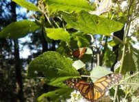Research: When it comes to monarchs, fall migration matters —