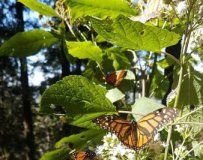 Research: When it comes to monarchs, fall migration matters —